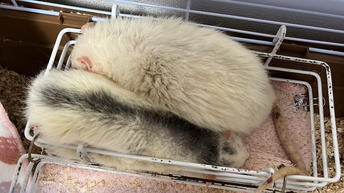 にぎりめしとシャリだね