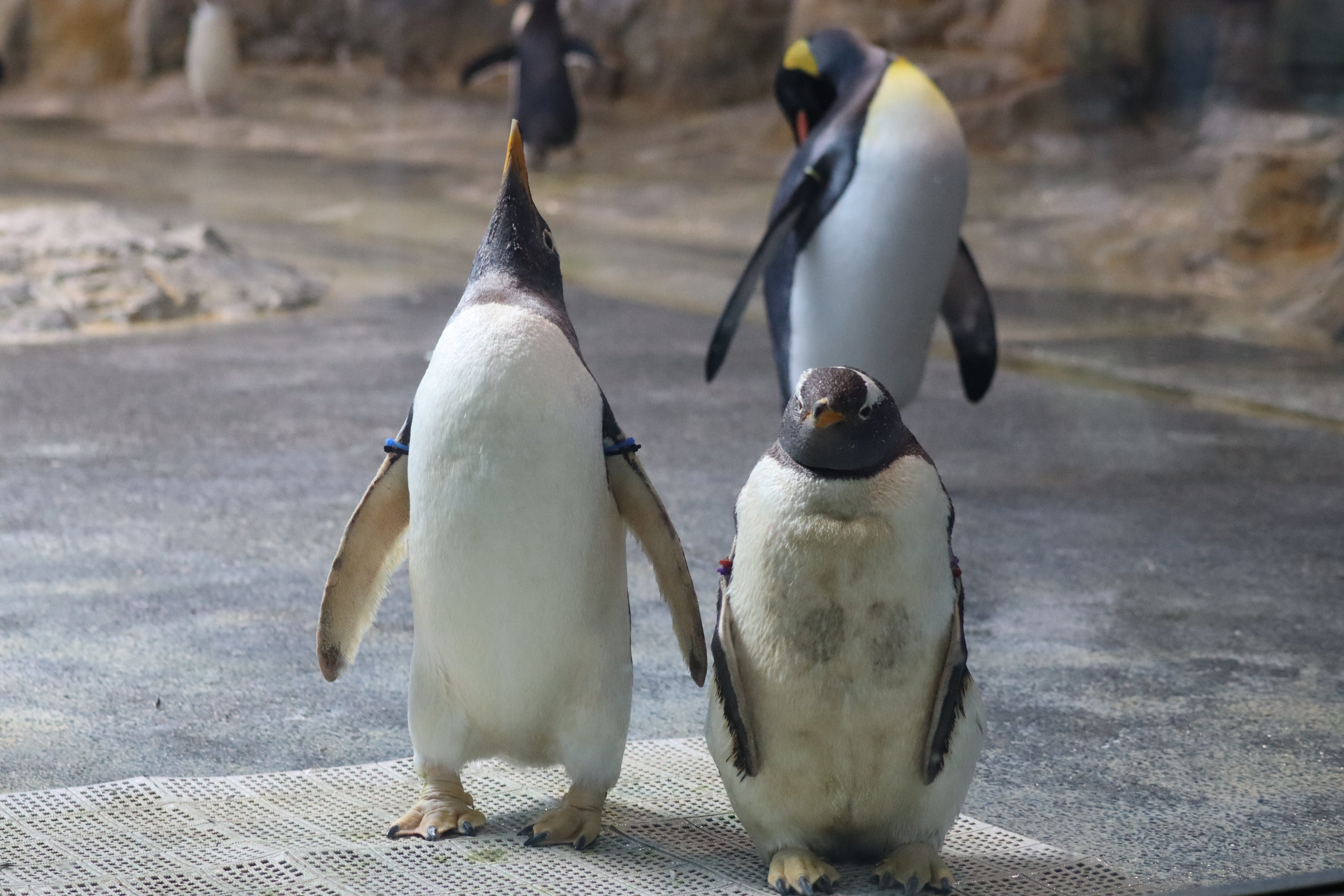 水族館で買ったペンギン 旅するケープペンギン SS : 京都水族館 オンラインショップ