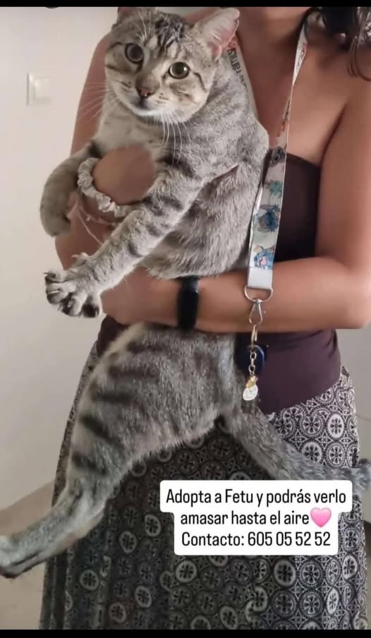 Extremedamente cariñoso, ha sufrido mucho, busca hogar preferiblemente sin otros animales, Málaga