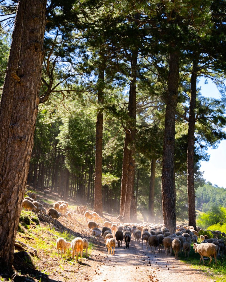 🪶Durante años la Sierra ha criado hombres y mujeres de oficio: hacheros, resineros, caleros... Hoy, en📍Pontones se pueden conocer estas historias. “Tras las huellas de la trashumancia” es una propuesta de turismo sostenible que honra la tradición. 🔗 jaenparaisointerior.es/es/w/tras-las-…