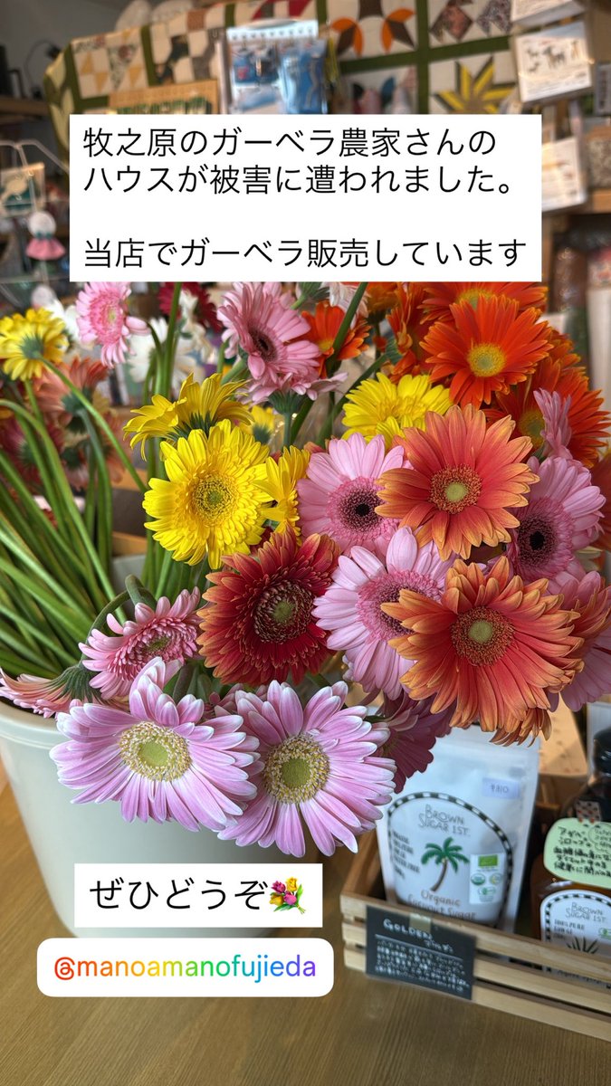 ガーベラです。(売り切れました) 生花】ガーベラ(オレンジ) 品種おまかせ【60cm/静岡県】｜Flower