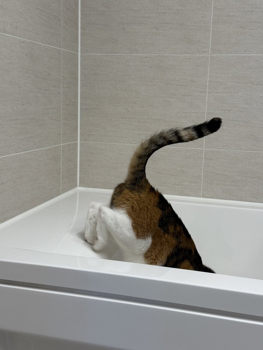 고영이욕조에들어가신다