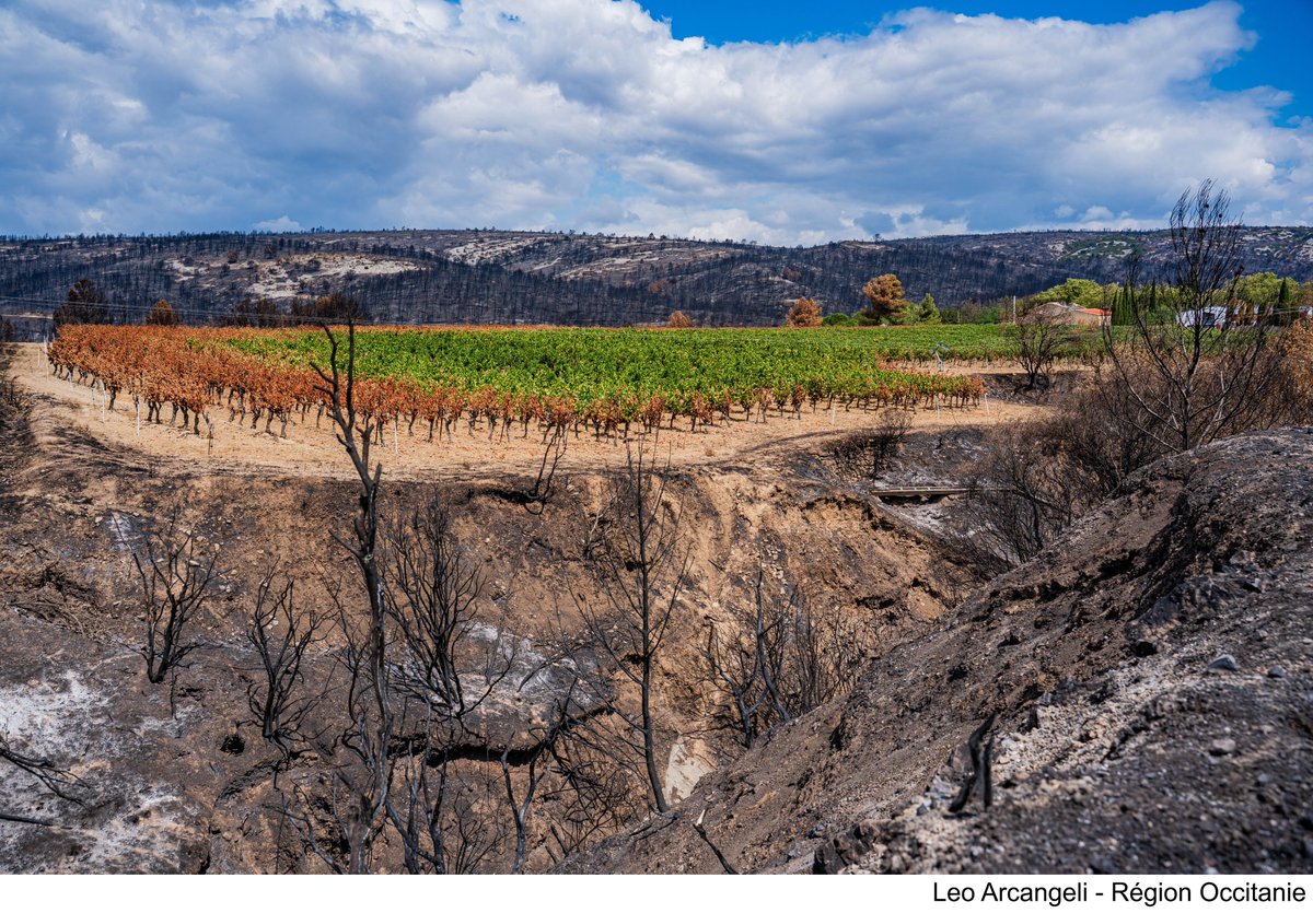 🔥Mégafeu dans l'#Aude : 27 mesures pour protéger les habitants et reconstruire le territoire :
🚜 aides aux agriculteurs et viticulteurs
🌲 préservation de la forêt
💼 soutien des acteurs économiques
...
La #Région agit face aux aléas climatiques➡️ laregion.fr/L-Occitanie-re…
