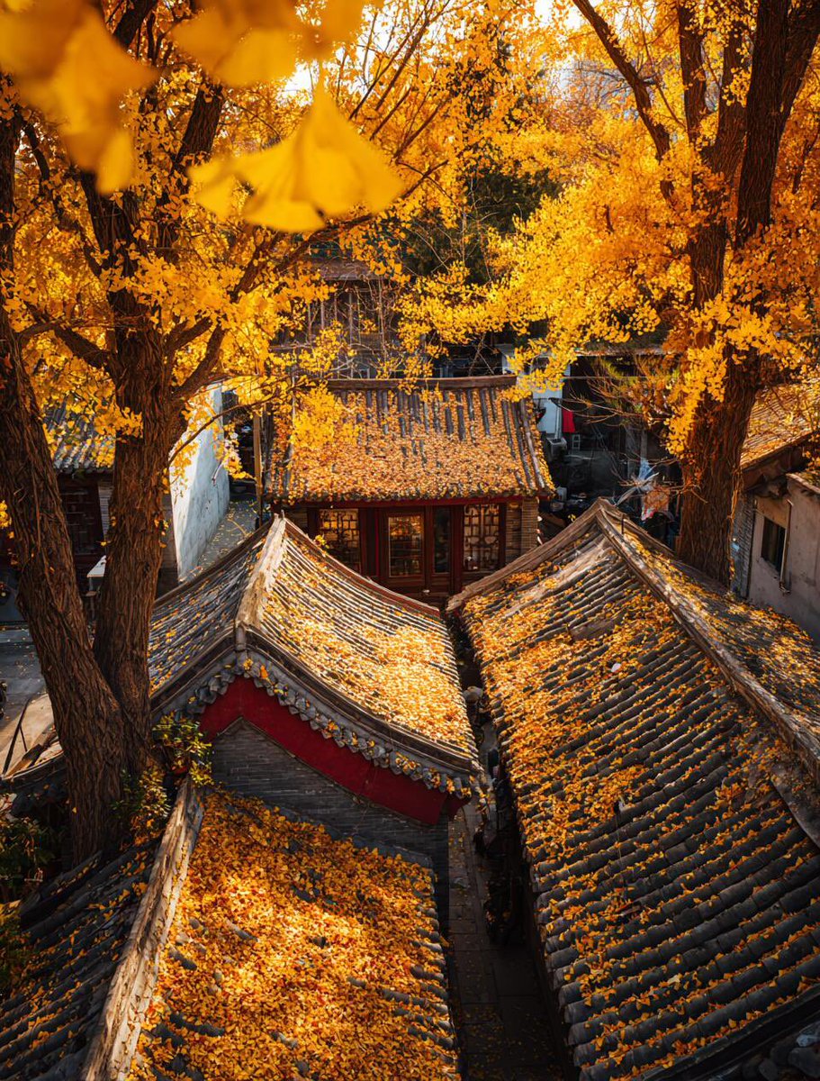 changle549043's tweet photo. 原来银杏最懂秋🍂 https://t.co/rRIhQXtTy0