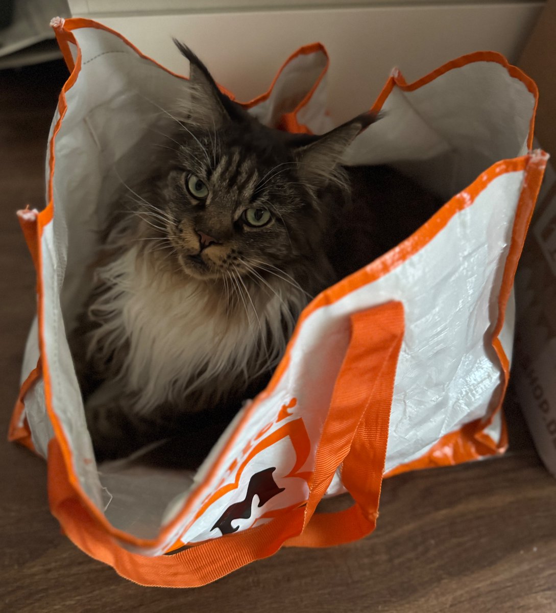 birgitj's tweet image. Nein, du kannst jetzt nicht mit der Tasche zum Einkaufen gehen 😎