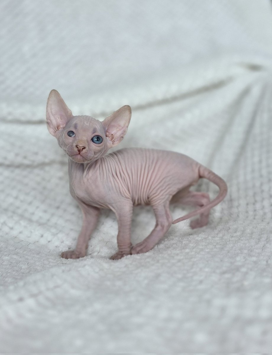 Бракованная, дефектная, неполноценная, больная, уродливая кошка
(по мнению некоторых из тиктока)
Совершенно здоровая кошка
(по мнению ветеринара)
Очаровательная балованная булочка
(по моему мнению)