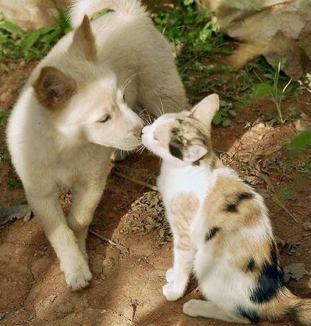 toonigirii's tweet image. #binarysoul catdog posting