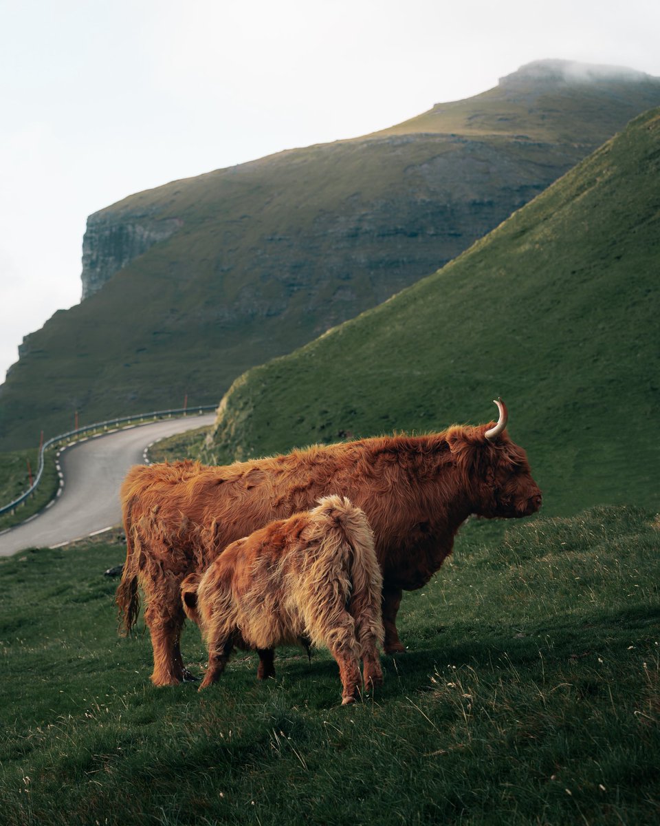 DylanCalluy's tweet image. Faroe Islands 🇫🇴