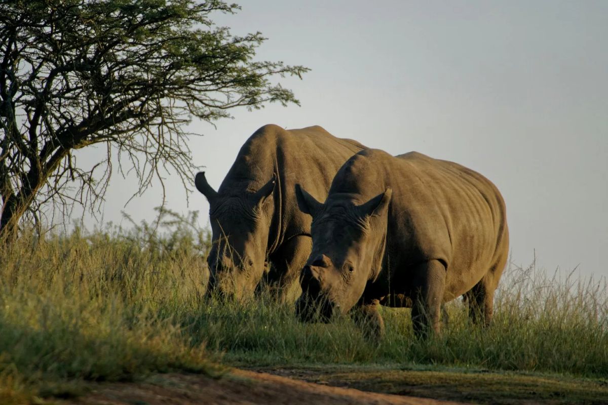 GoZuidAfrika's tweet photo. In plaats van vooruitgang blijft de neushoornpopulatie dalen, vooral de breedlipneushoorn (witte) doet het nog steeds niet goed. Het aantal zwarte neushoorns stijgt, maar blijft in de lijst van bedreigde soorten. Lees er meer over in ons nieuwsbericht. 
https://t.co/NObxLDrCoc https://t.co/L69TB1YdmG