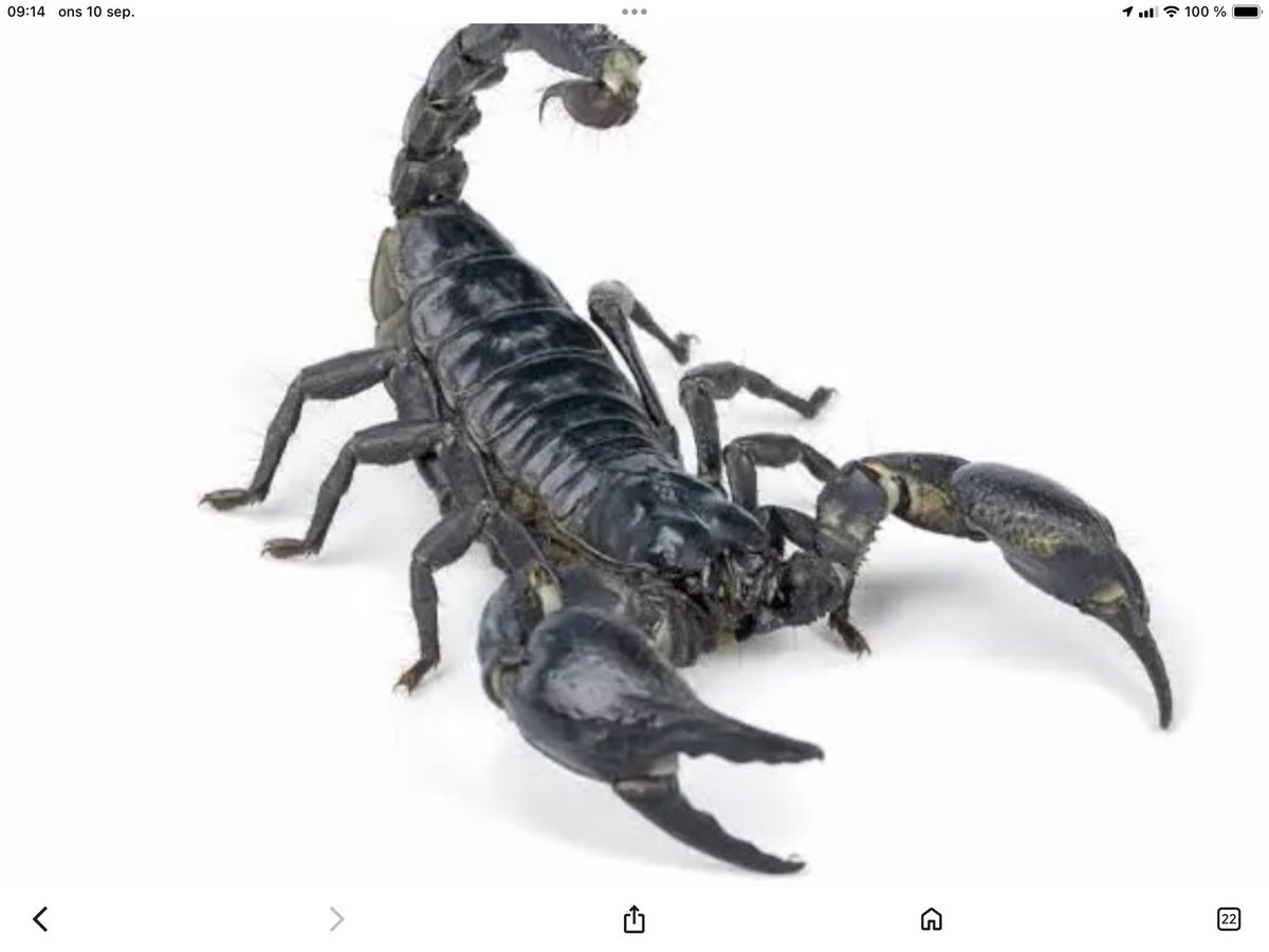 Tips_Tony's tweet image. 13 RÄTT PÅ SKORPIONEN IGÅR - 43.504kr💰! 
Nya chanser ikväll på Svenska Spels Tillsammans-sida. Sök på Gustavslund. Även på atg.se/icagustavslund