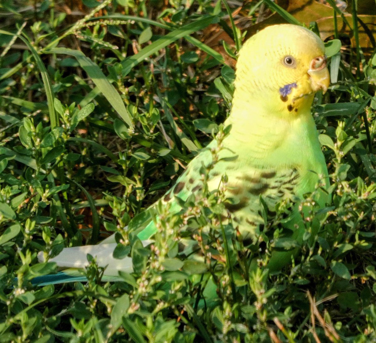 Ileen aka sixth year bird watcher tweet media