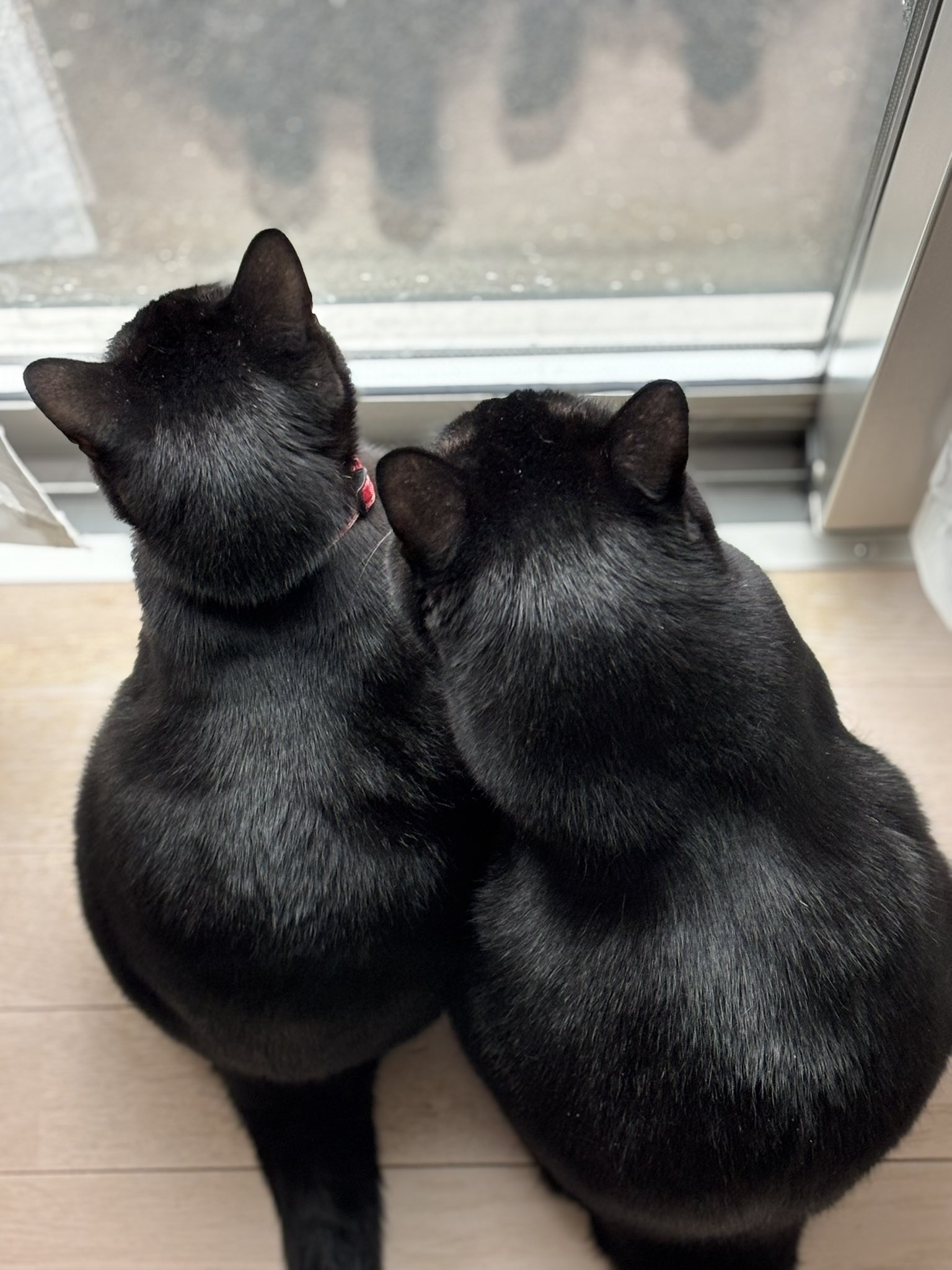 くろねこページ 黒猫 - Search / X