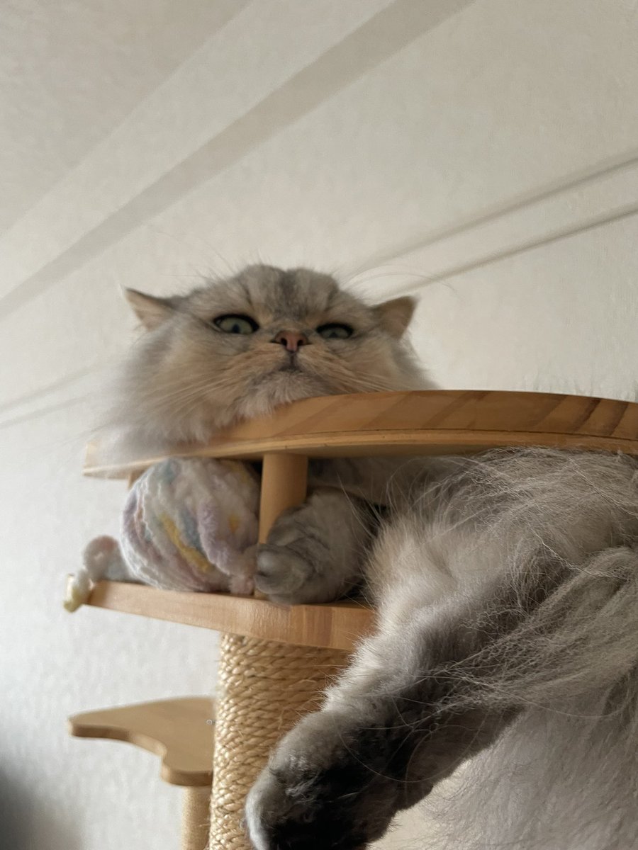 床で脚を伸ばすのと、キャットタワーの顎乗せが定番のレオさん