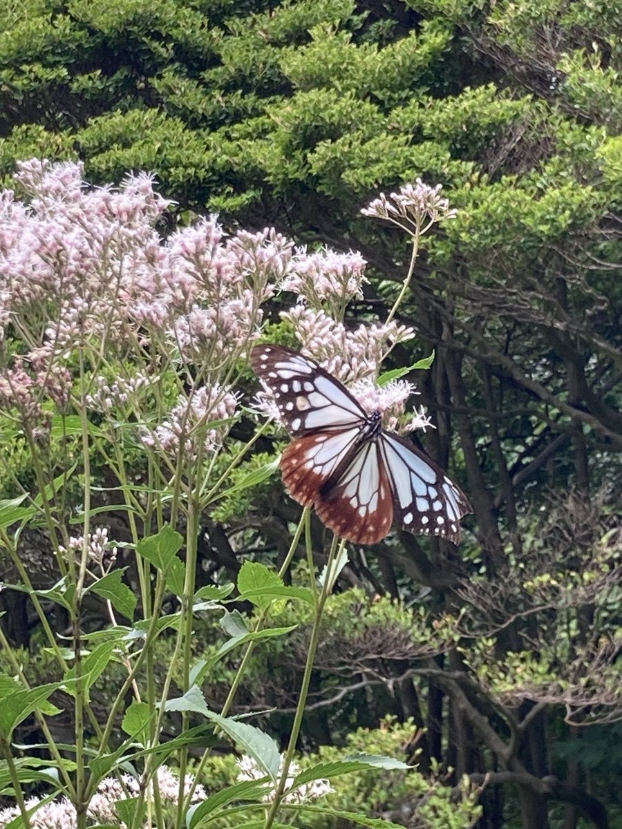 六甲高山植物園 on X: 