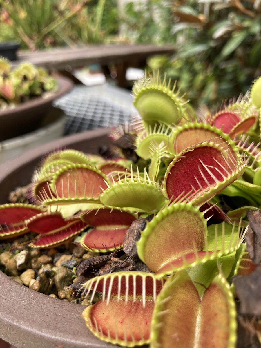 六甲高山植物園 on X: 