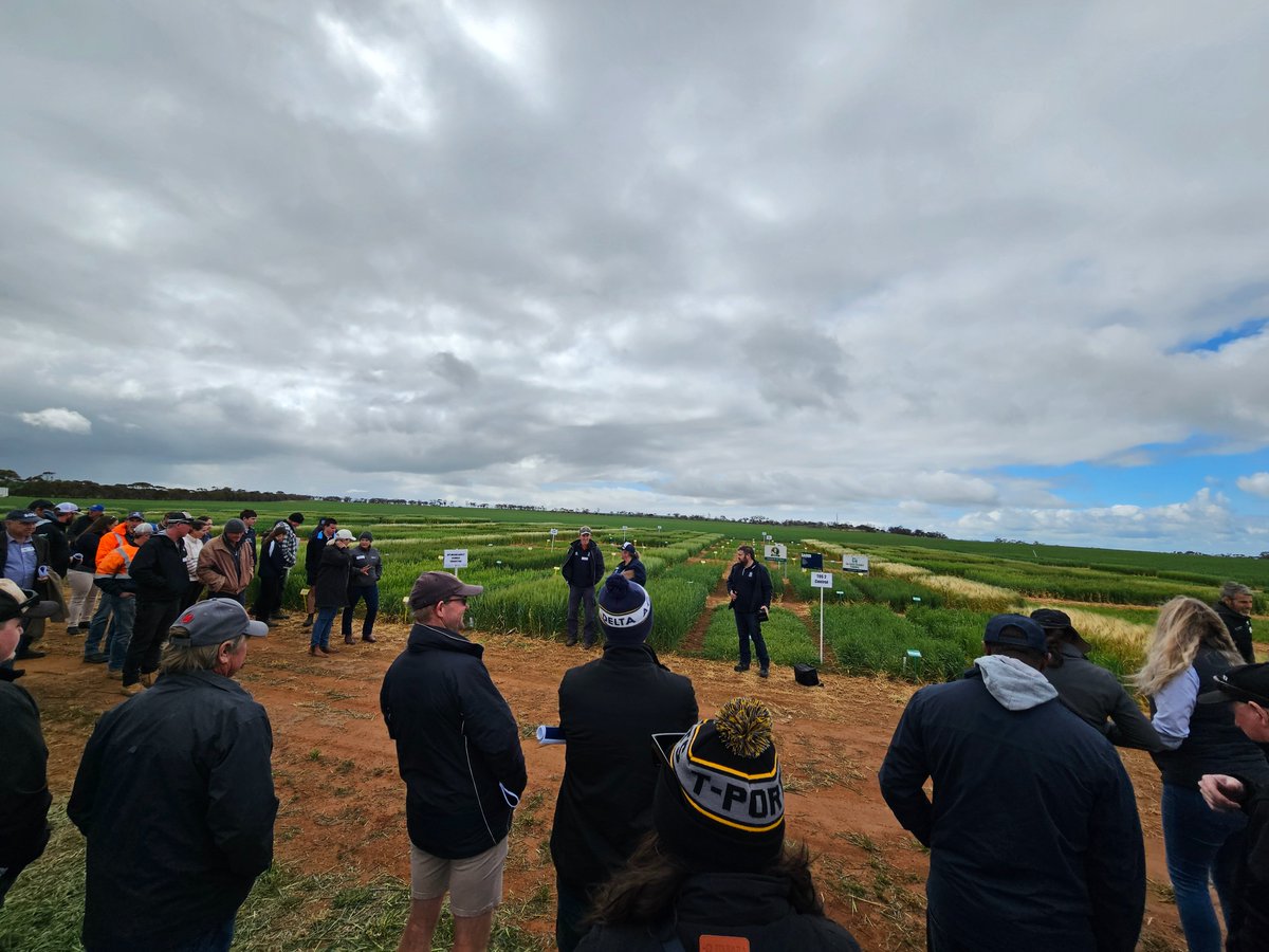 Celebrating 110 years of low rainfall research at the SARDI Minnipa Agricultural Centre field day <a href="/SA_PIRSA/">PIRSA</a>
