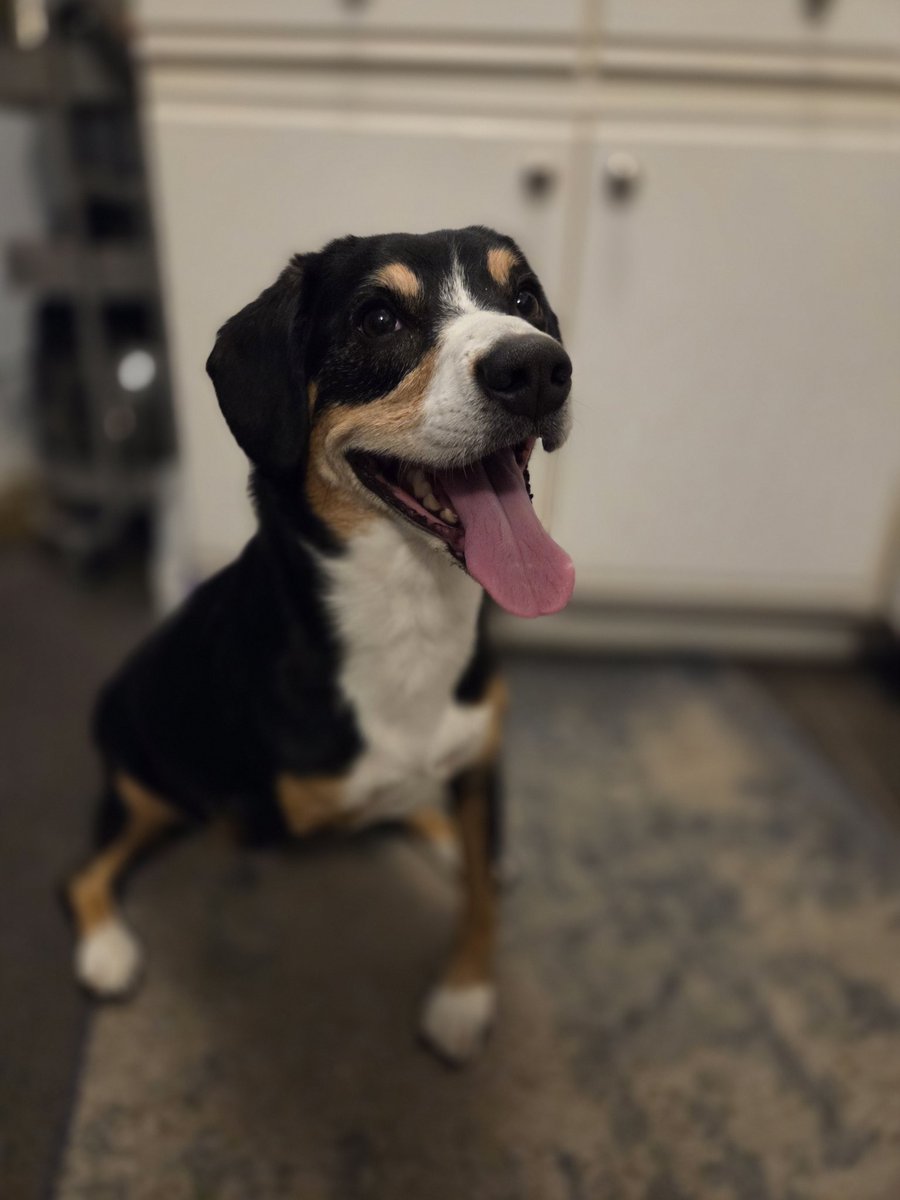 Hockey_NF_Mom's tweet photo. Happy 5th Birthday to our favourite Canadian, Lady , and the B litter pups !! ๐จ๐ฆ ๐
#entlebuchermountaindog #entlebuchersennenhund #entlebucher #entle #tripawd https://t.co/yJ6dmA6r0d