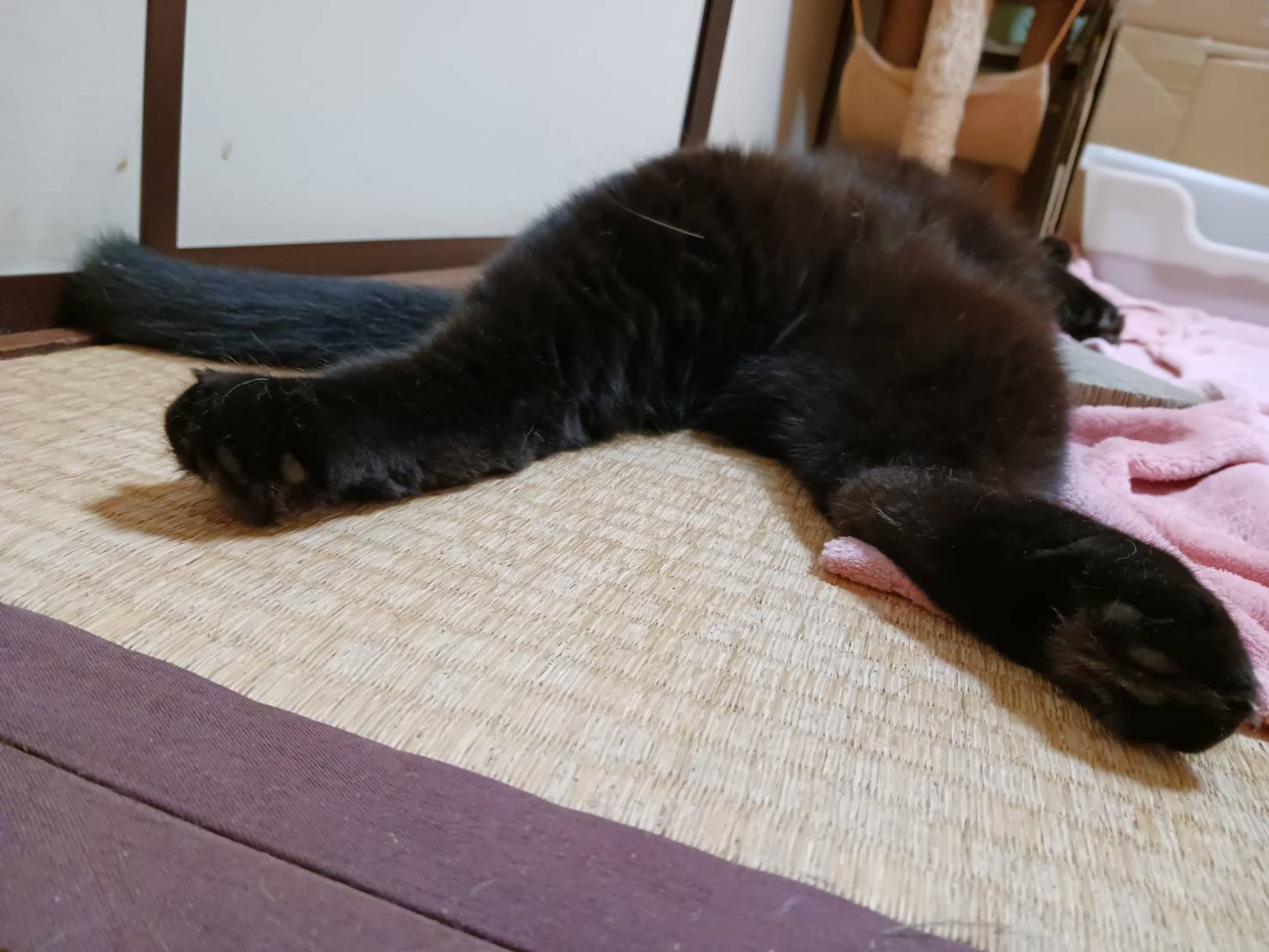 猫クロページ 黒猫 on X: 