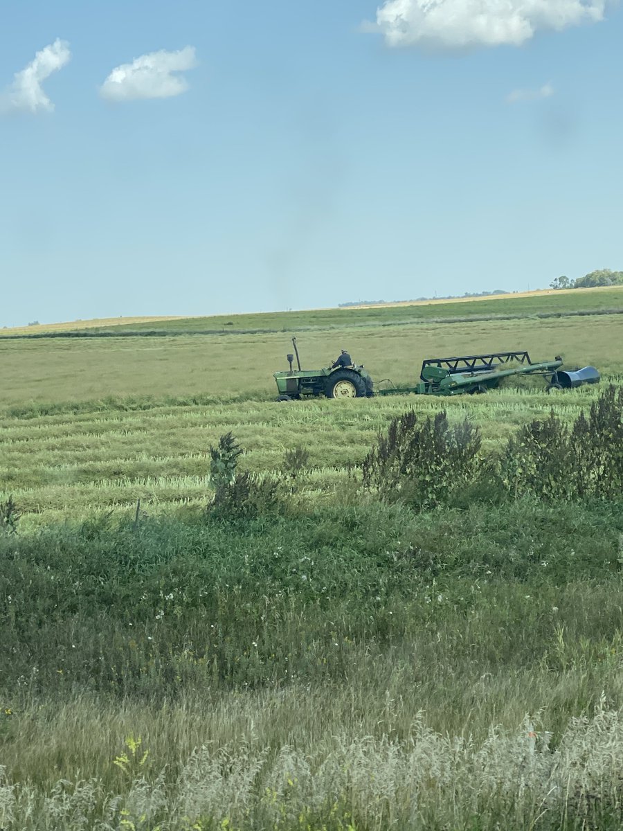 Let er buck! 
#canola