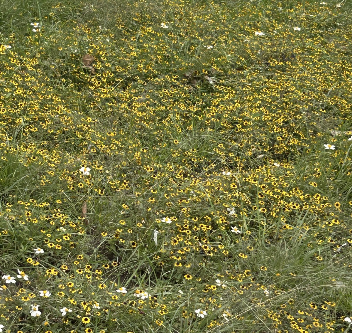 ¿Por qué a los gobiernos de México no les gustan las flores? 

Prefieren ver camellones, parques y jardines pelones en lugar de generar zonas de recreación y zonas de floración.