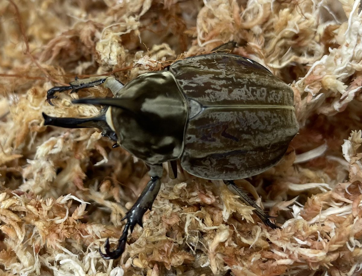 クワッス ドルクスグッズ』クワガタ・カブトムシ専門店 on X