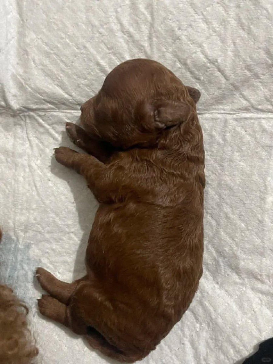 twaniimals's tweet image. 