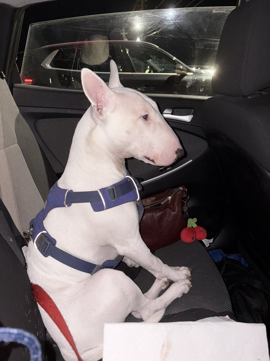past couple days have been spent mostly in the emerg vet… walter had a severely swollen tongue and couldnt eat or drink, and had been sleeping 24/7. they couldnt find the source yet, but good news, hes been feeling better!!