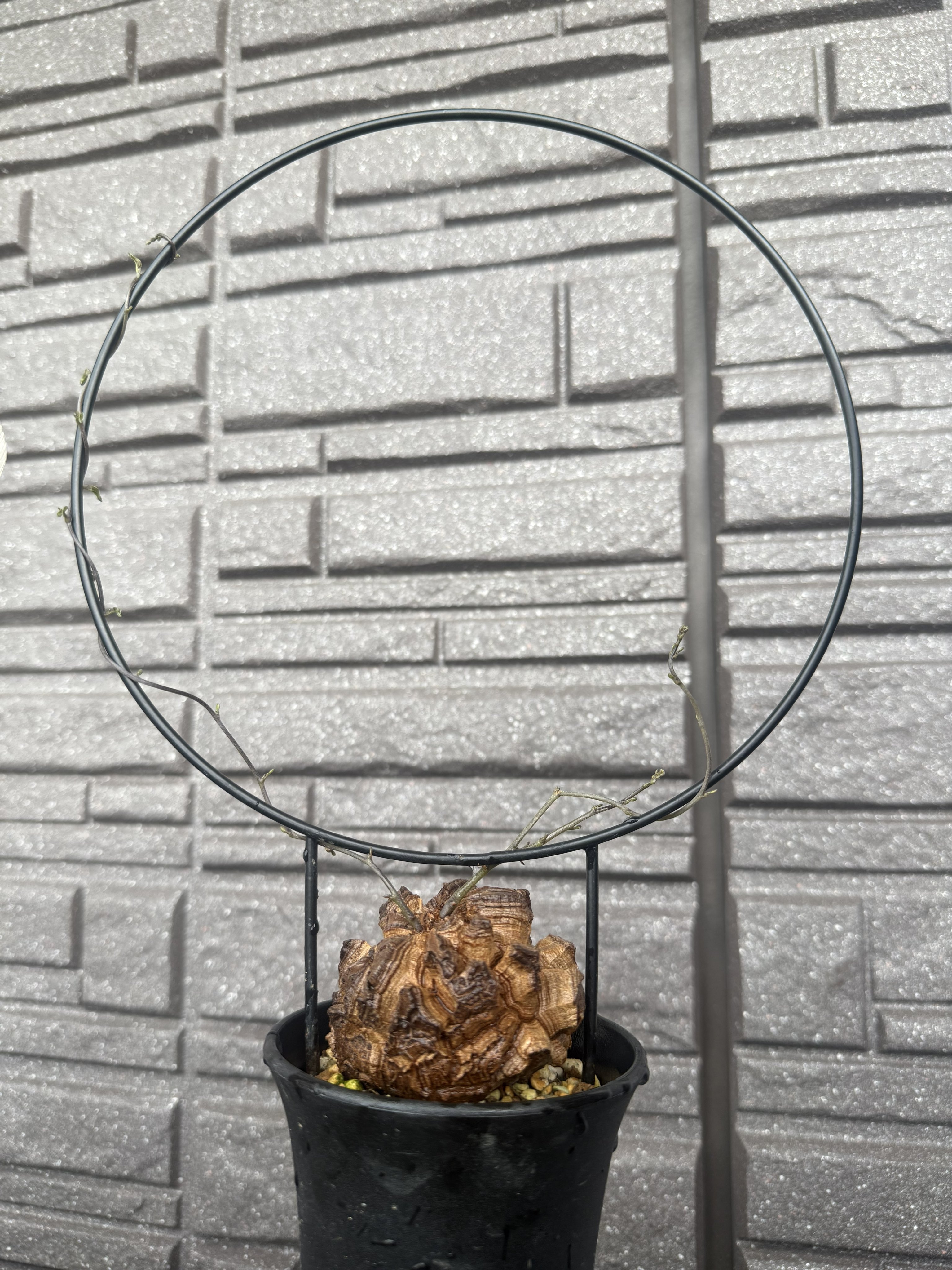 目覚めました！　亀甲竜　約８ｃｍ　鉢ごと発送 目覚めました！ 亀甲竜 約8cm 鉢ごと発送