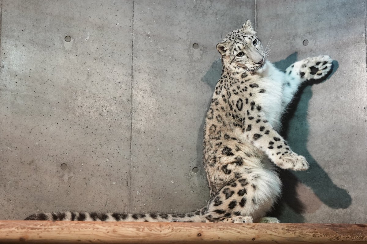 なんかわかんないけど可愛いポーズ😄

 #いしかわ動物園
 #ユキヒョウ
 #ヒメル
📷250817