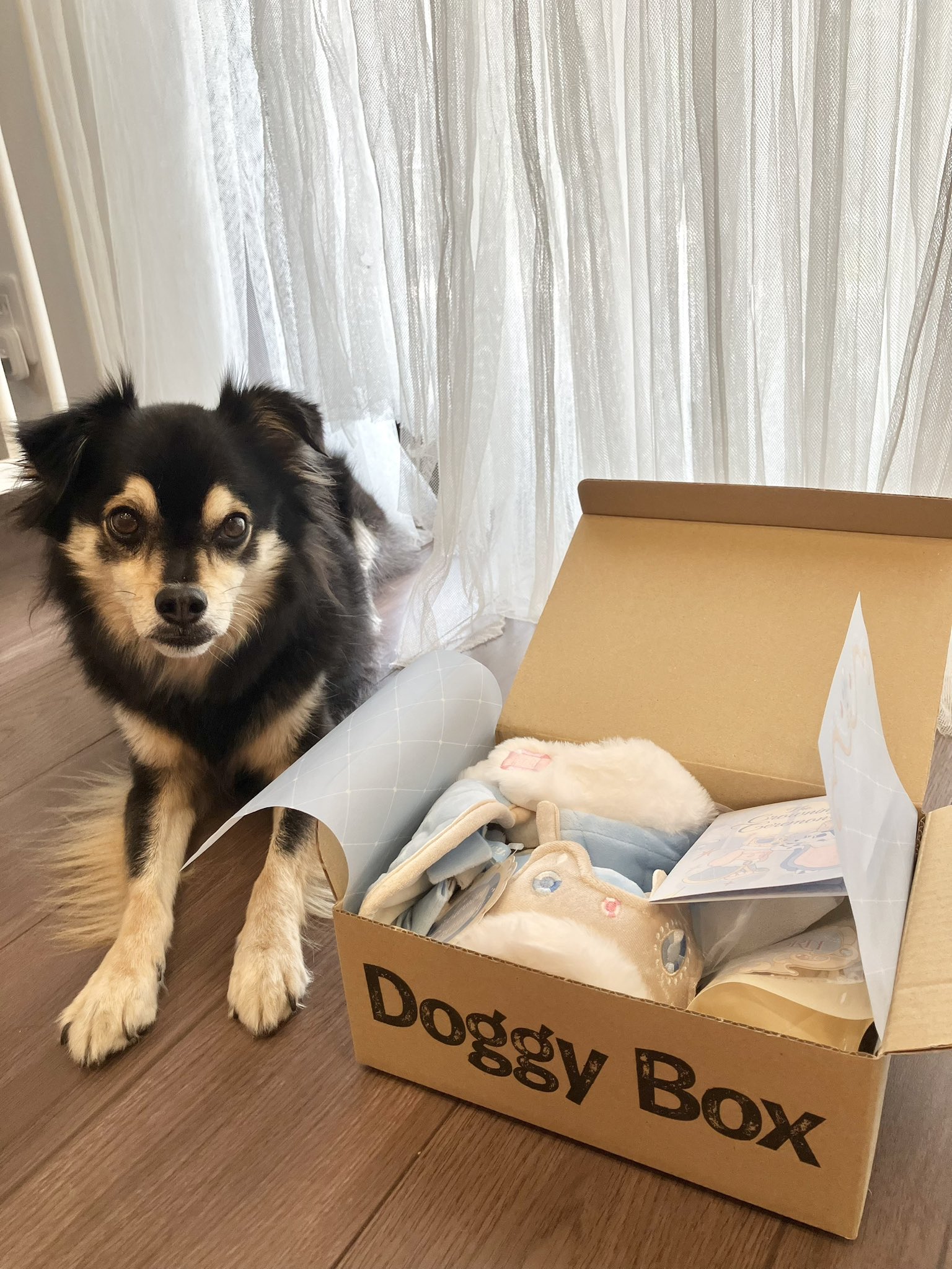 Doggy Box(ドギーボックス) (@doggybox_jp) / X