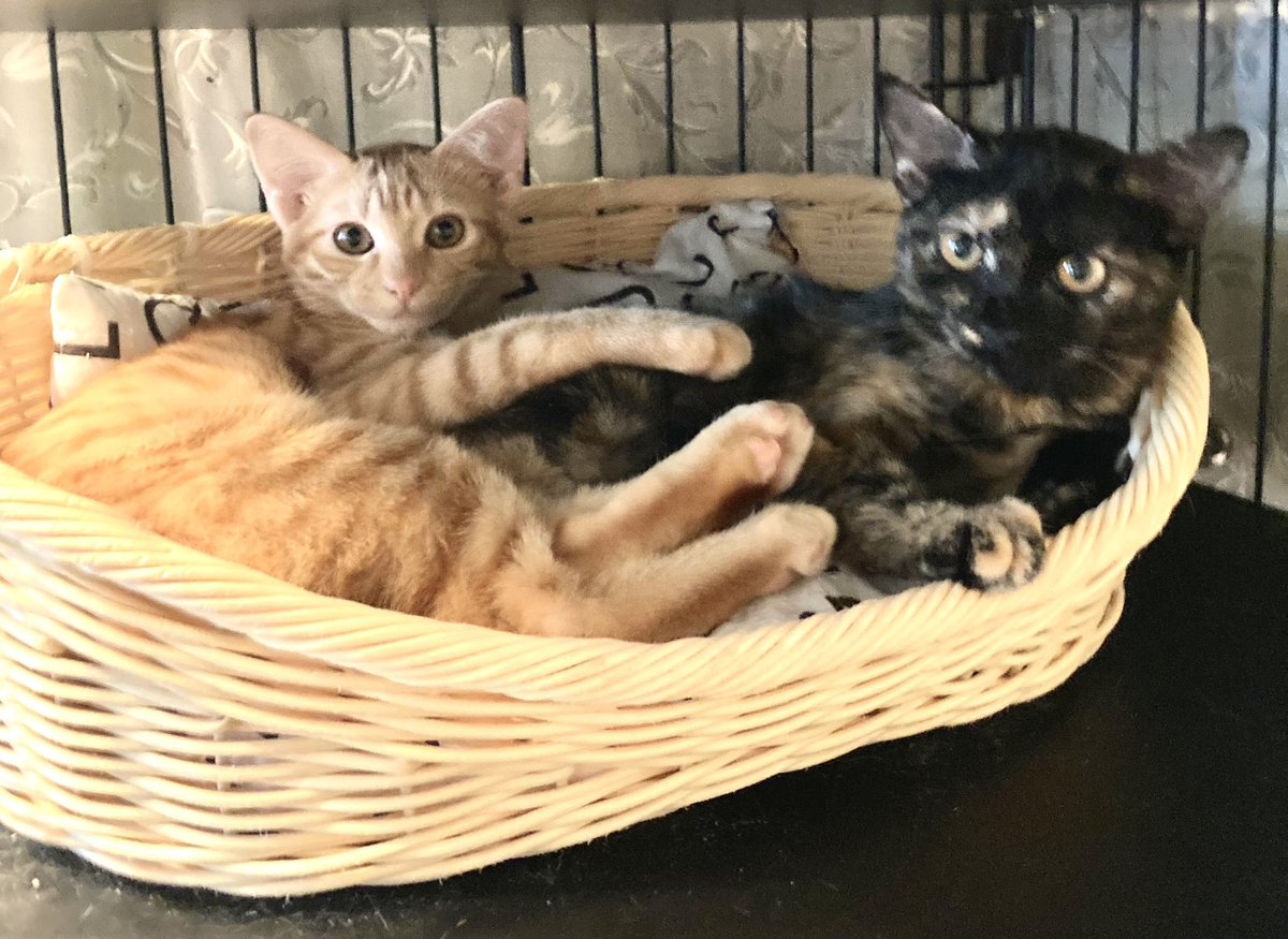 【里親さん募集中】
茶トラ女子とサビ猫女子
美人姉妹です。
茶トラ女子は少ないのですよ😻5姉妹で生まれ、3匹はお家が決まりました。
可能でしたら、姉妹で迎えて頂きたいですが、1匹でもお話しさせて頂きますので、ご連絡お待ちしております🙇‍♀️
09013861888ピースにゃんこ函館☎️宜しくお願いします。