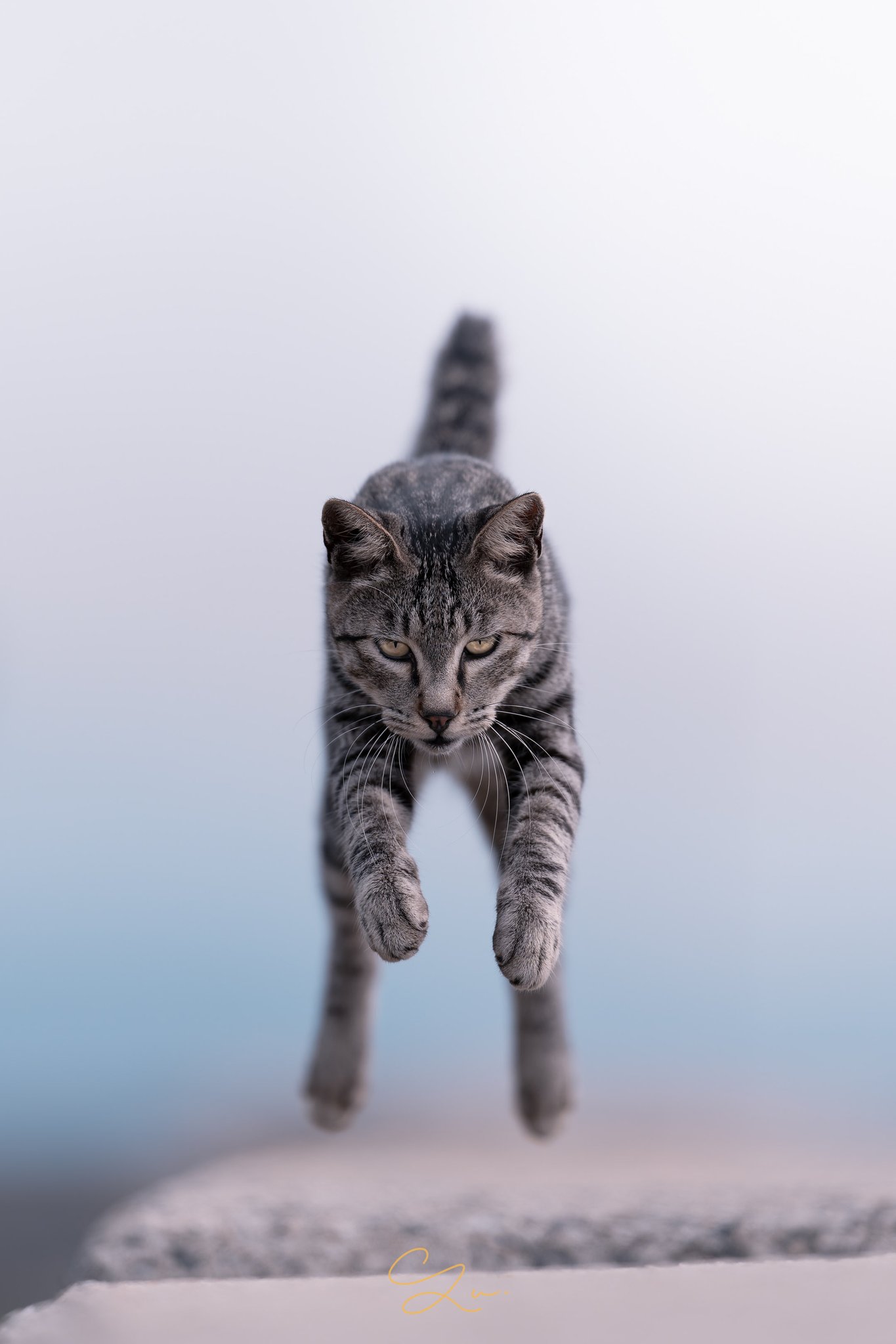 野良猫 青空と伸び ・ ・ ・ #ぬーちゃん #ねこ#猫 #ネコ #cat #野良猫