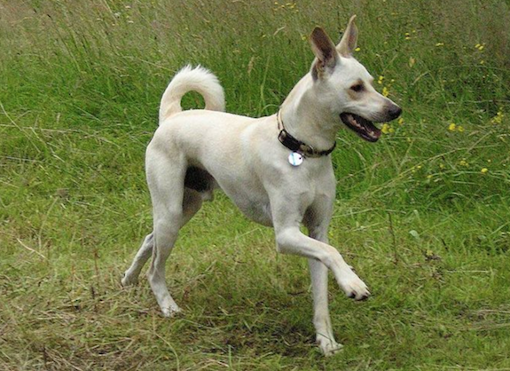 DogsHistorian's tweet photo. On the island of Crete, ancient hounds still roam—witnesses to myth: Minos, the Minotaur, Ariadne, Perseus, Icarus and Daedalus. Timeless dogs, bearers of enduring beauty. #dogs #AncientDogs #Crete #Mythology #HistoryMatters https://t.co/dDvhSgq94v