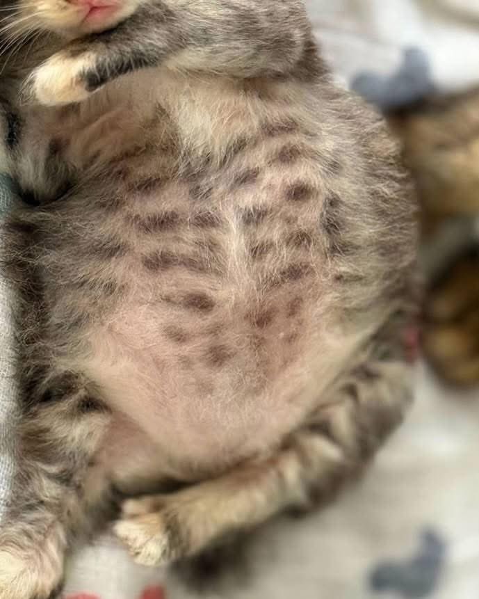 ทาสแมวชาวเกาหลีได้แชร์ภาพน้องแมวลายสลิดพุงปลาเผา ที่คลอดออกมาเพียงตัวเดียว น้องจึงได้กินนมของแม่แบบจุกๆ ไม่ใช่เพียงแค่กินอิ่มเท่านั้น แต่นี่มีมันเรียกว่ากินทีพุงแทบแตก และนี่แหละฮะ ข้อดีของการเป็นลูกคนเดียว แง่ 🤣🤣🤣
อาณาจักรสัตว์โลก มีม&amp;สาระ By ตามติดชีวิตAnimal

เรียบเรียง 🖊️