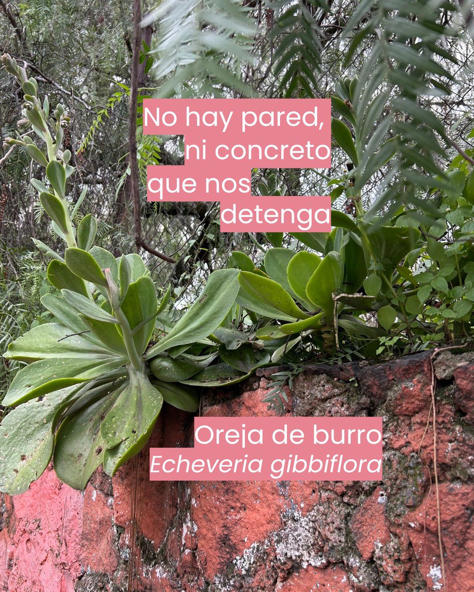 Donde antes existían pedregales y encinares las especies que le habitaban sobreviven entre paredes y el concreto