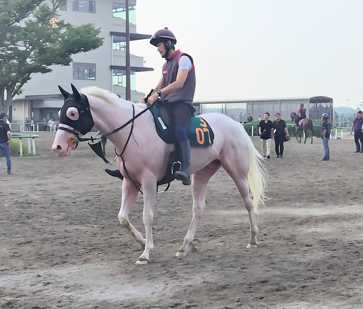 akachamp5972's tweet image. 今朝の307スーホ🐴
その白さに他厩舎の方からも注目されていました✨

#スーホ
#白毛
#モーリス産駒
#ハヤヤッコ
#ソダシ
#マーブルケーキ
#シラユキヒメ一族
#上原佑紀厩舎