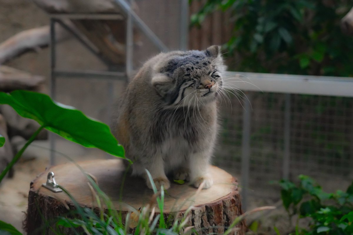 懐かしい写真見つけた

#マヌルネコ
#神戸どうぶつ王国