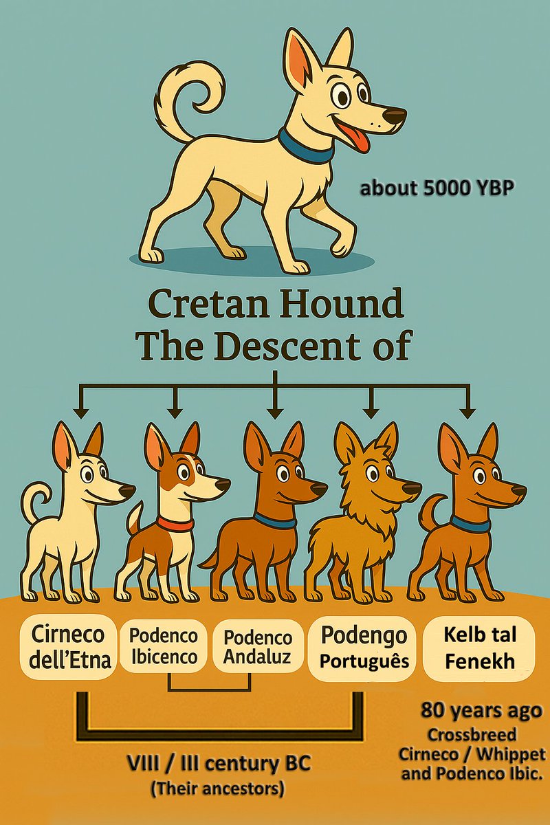 DogsHistorian's tweet image. Genetic studies confirm Kritikos Lagonikos evolved independently. Linked to Cirneco dell’Etna, Kelb Tal-Fenek &amp;amp; other Mediterranean hounds—descendants of the ancient Cretan dog. #Genetics #DogEvolution
