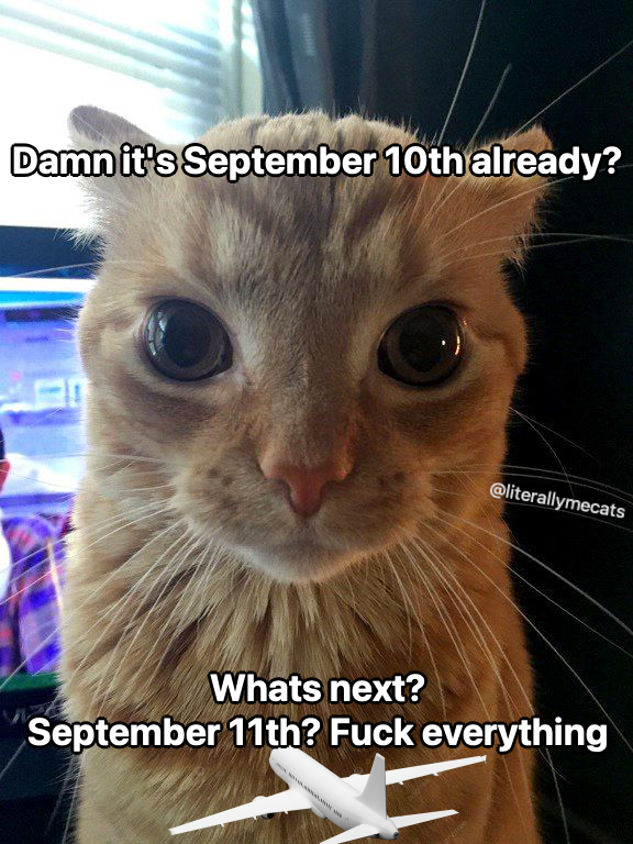 LiterallyMeCats tweet media