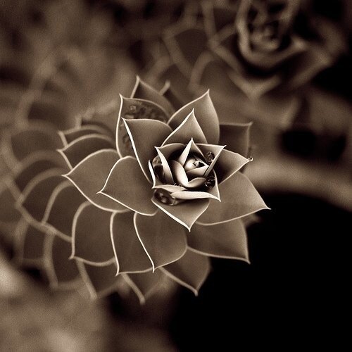 mathladyhazel's tweet photo. Nature is full of geometry. https://t.co/sLxTAD1TKt