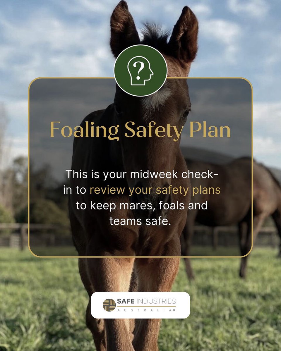 safe_australia's tweet image. Midweek check-in: Have you reviewed your foaling safety plan? 

🐴 Stall prep 
🧼 Sanitation 
📞 Emergency contacts 

Let’s keep mares, foals, and teams safe. #ToolboxTalk