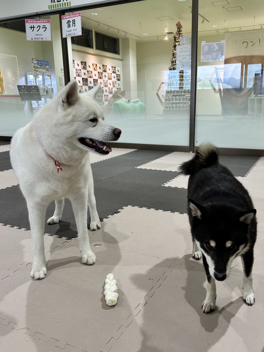 秋田犬の里【公式】 (@odate_akitainu) on X: 