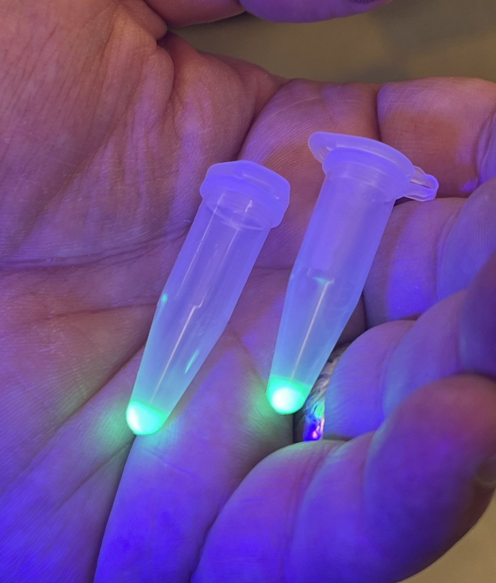 E. coli expressing GFP. Spun down 1 ml of culture, discarded supernatant, and visualized cell pellets with UV light. Thanks to Sebastian S. Cocioba for the strain. <a href="/ATinyGreenCell/">Sebastian S. Cocioba🪄🌷</a>