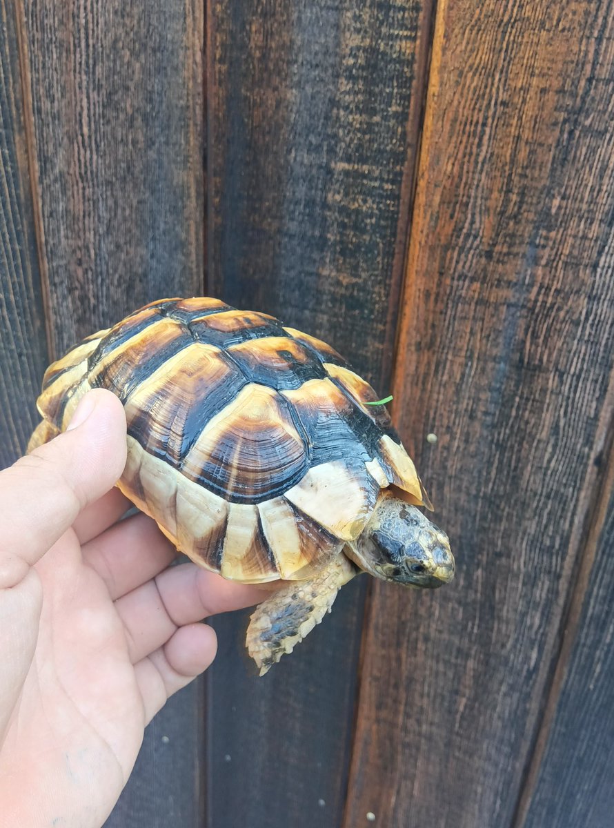 2歳半くらいだけど成長が遅いマルギ
春から秋は野草ばかりで人工飼料あげてないので中々大きくなりません
しかしフォルムは横に広がらず比較的甲高でTHEオスのマルギって感じの綺麗なバランスで割と将来期待しています