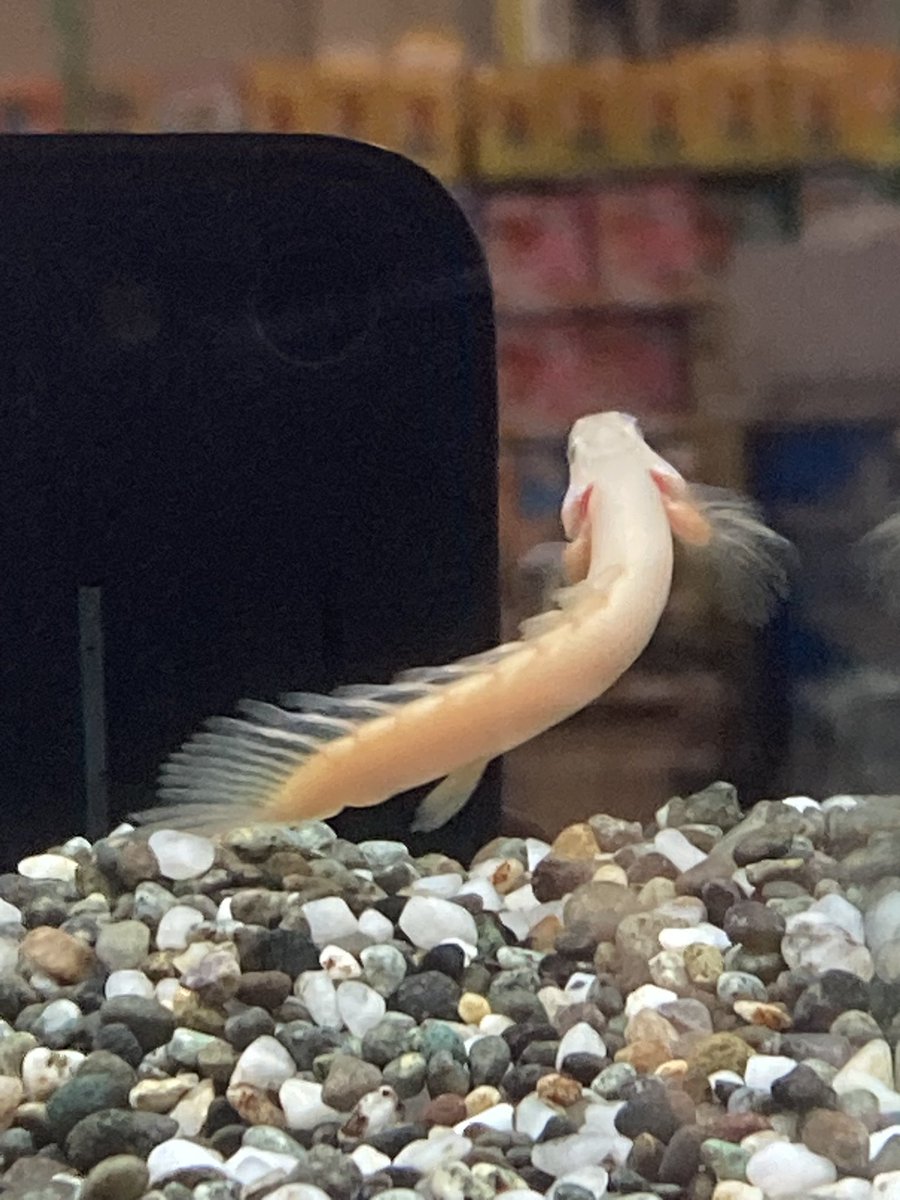 ペッツパークイオンタウン周南久米店【TAX FREE】 tweet media