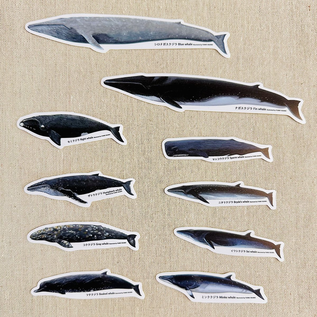 耐水ステッカーも出来ました！
細長いです。スマホに何枚も貼れそうです。

#くじらまみれ2025 #illustration #yumieogawa
