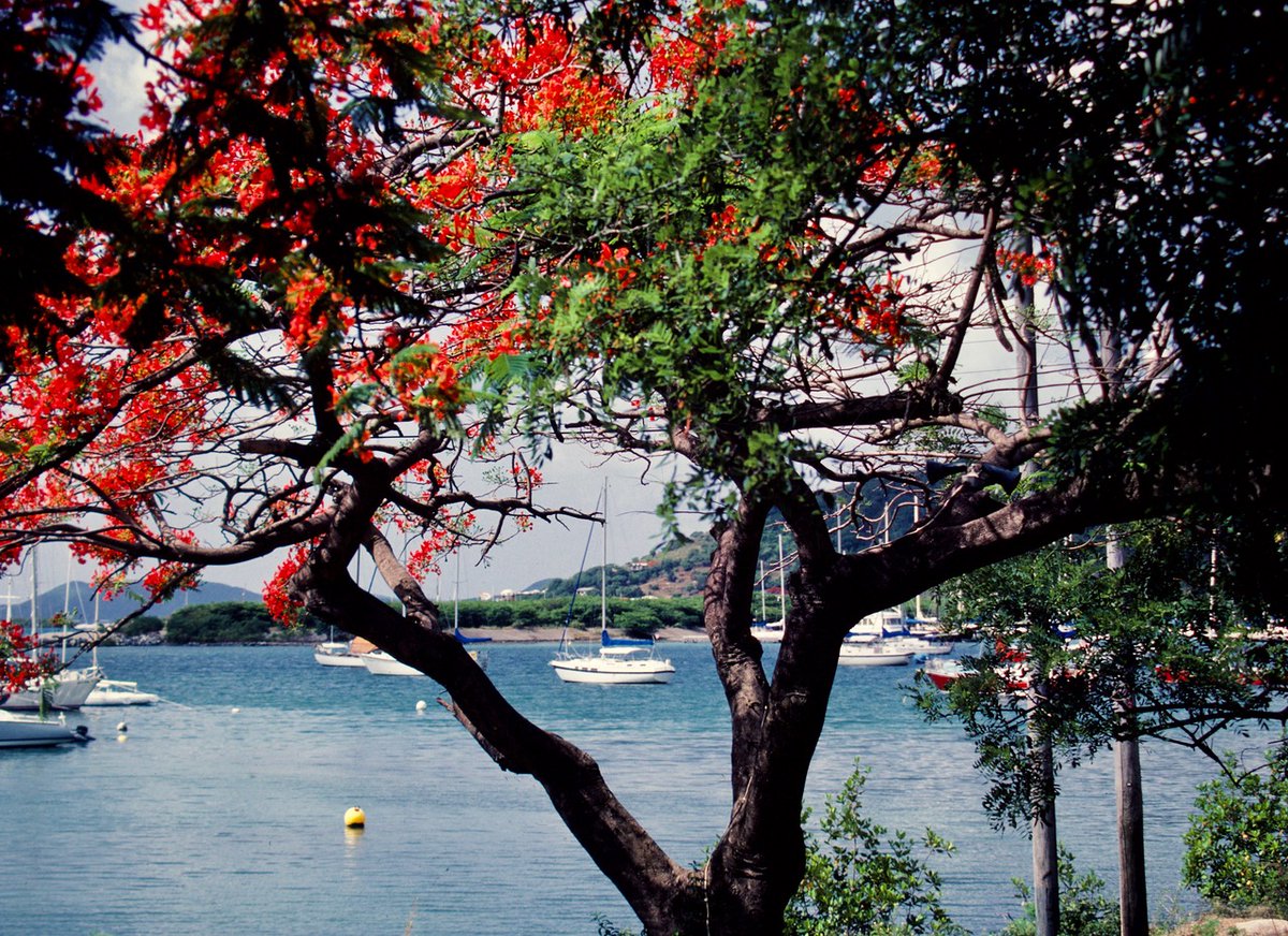 Chester L. Richards

TROPICAL PARADISE –BVI

#photographyeveryday #photographyart #landscapelovers #landscapephotography

Photo copyright © 2024 Chester L. Richards – All rights reserved