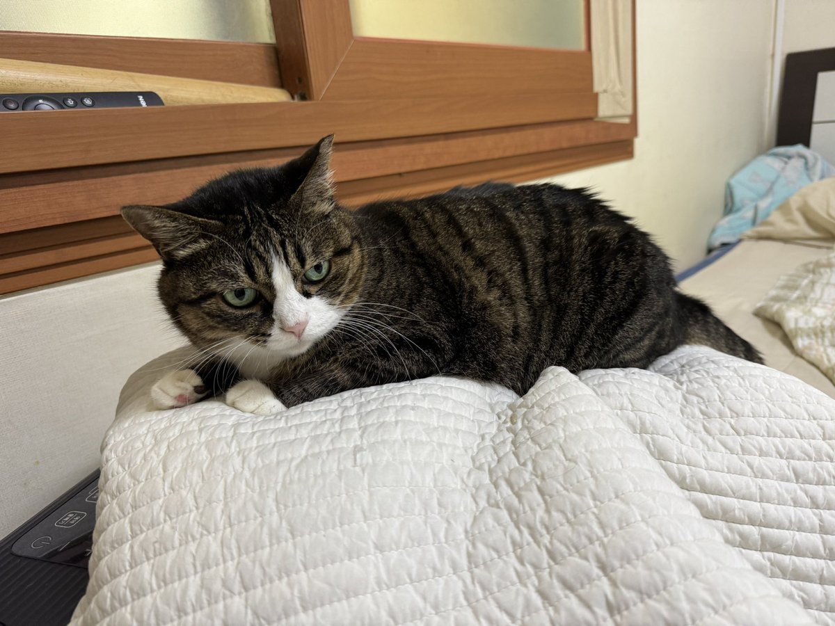 구구콘이라고 우기기엔 너무 타이어맛이 날 거 가튼 다크초코지?