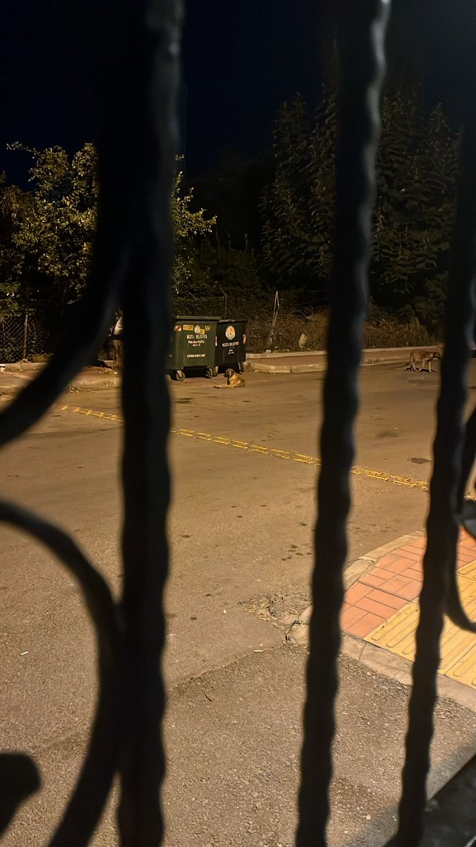 ozalpomer's tweet photo. @mersin_bld Saldırgan sokak köpekleri site kapısı önünde bekliyorlar yaya olarak dışarı çıkamıyoruz. https://t.co/NKPnDfebJK