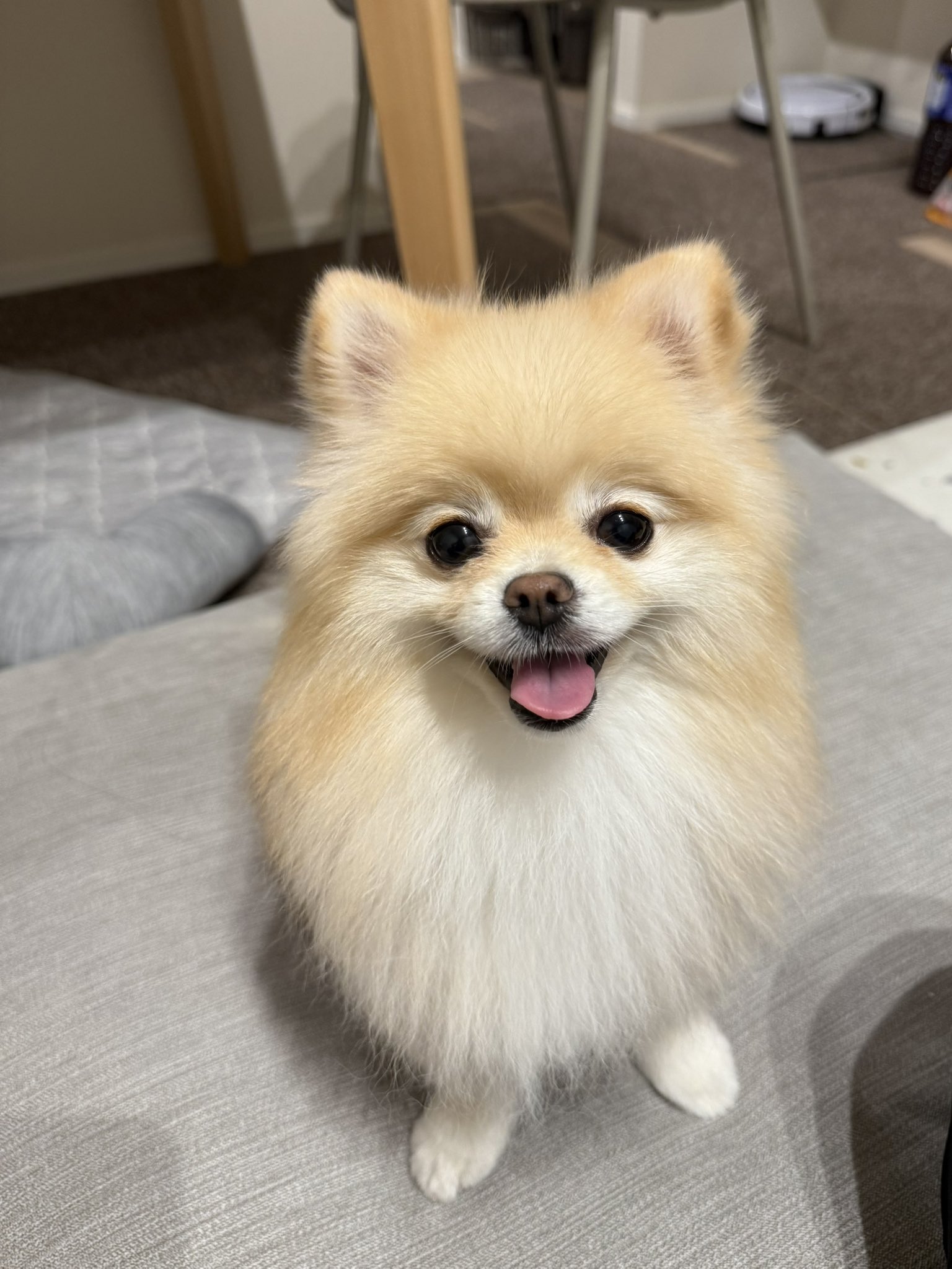 ⭐︎専用⭐︎ ポメラニアンの足様 受注制作】ポメラニアンの赤ちゃん(小)／二足 | きたむらかの グッズ